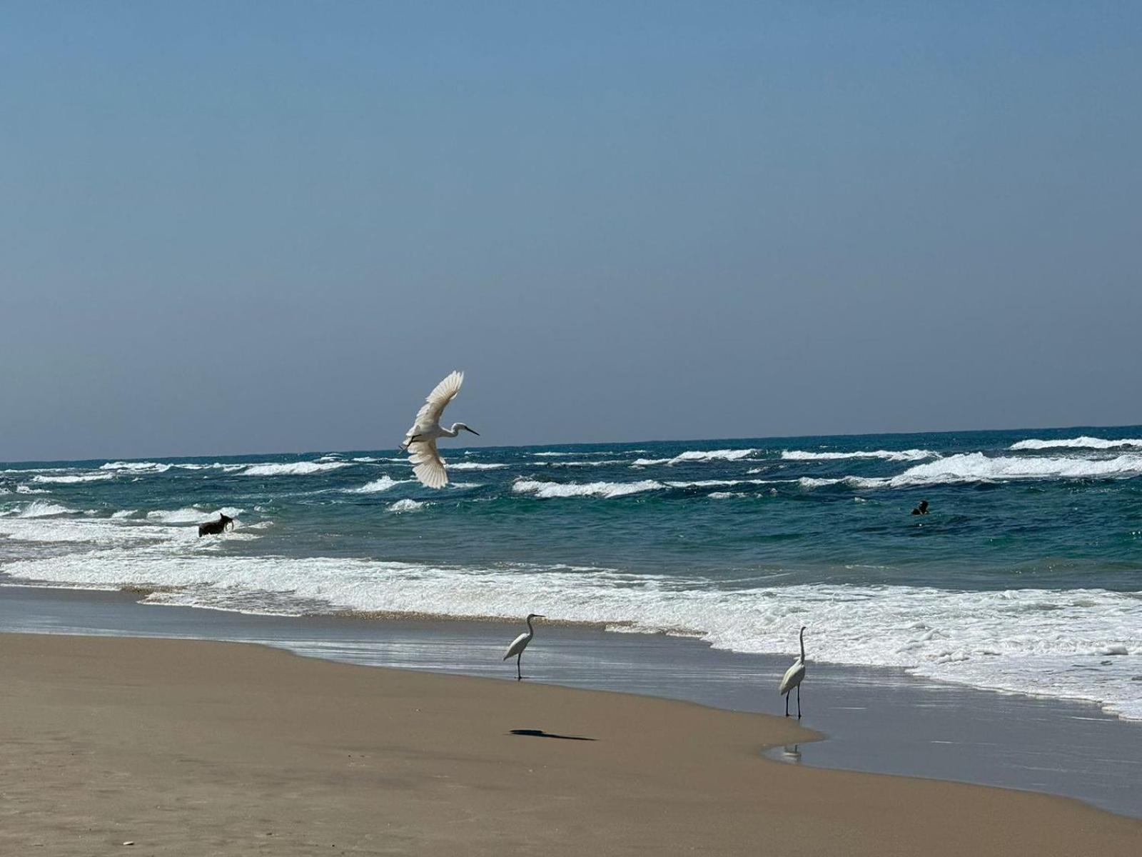 בת ים Go To Apartments In Leonardo מראה חיצוני תמונה